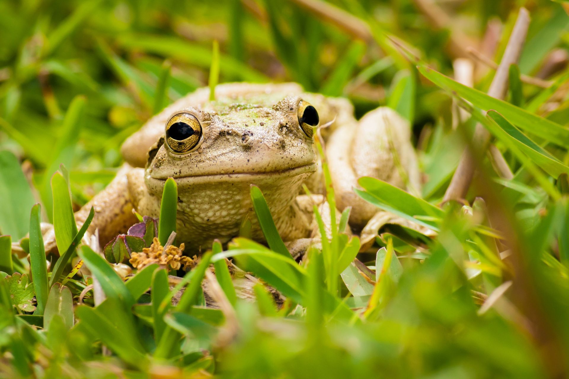amphibian control in Spring TX