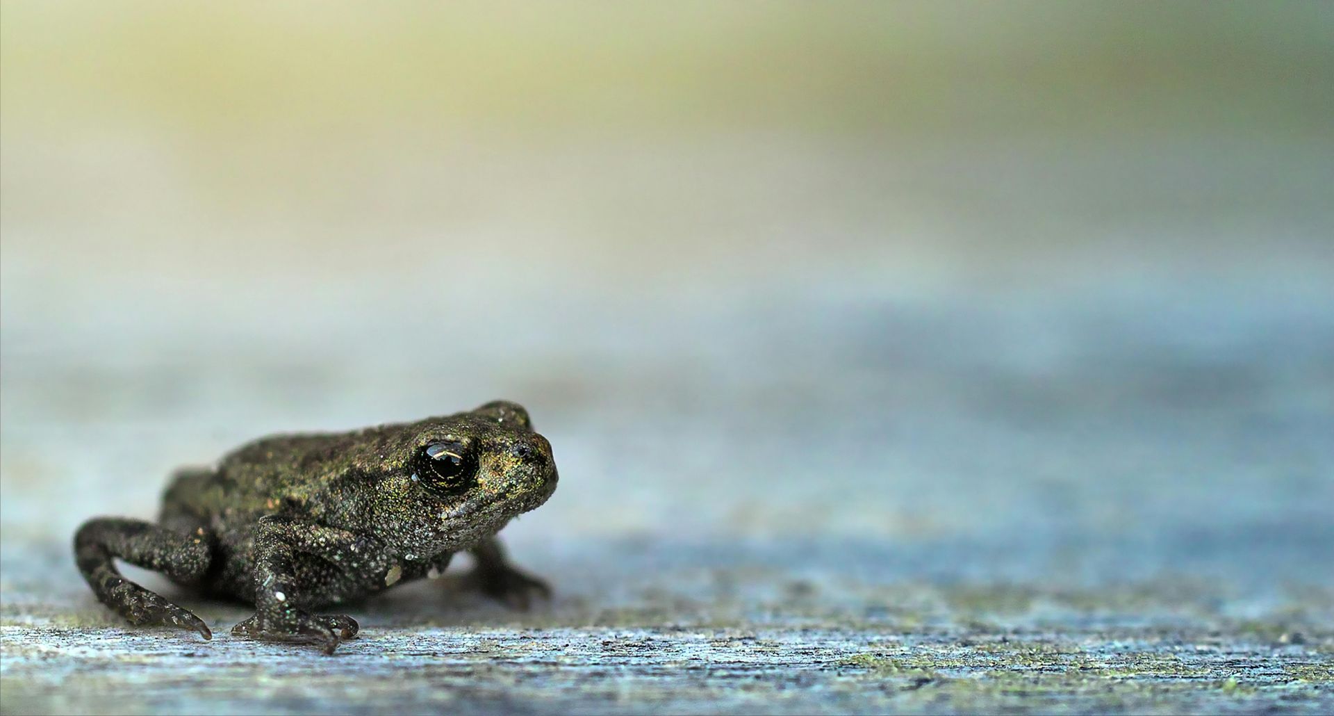 amphibian control in The Woodlands TX