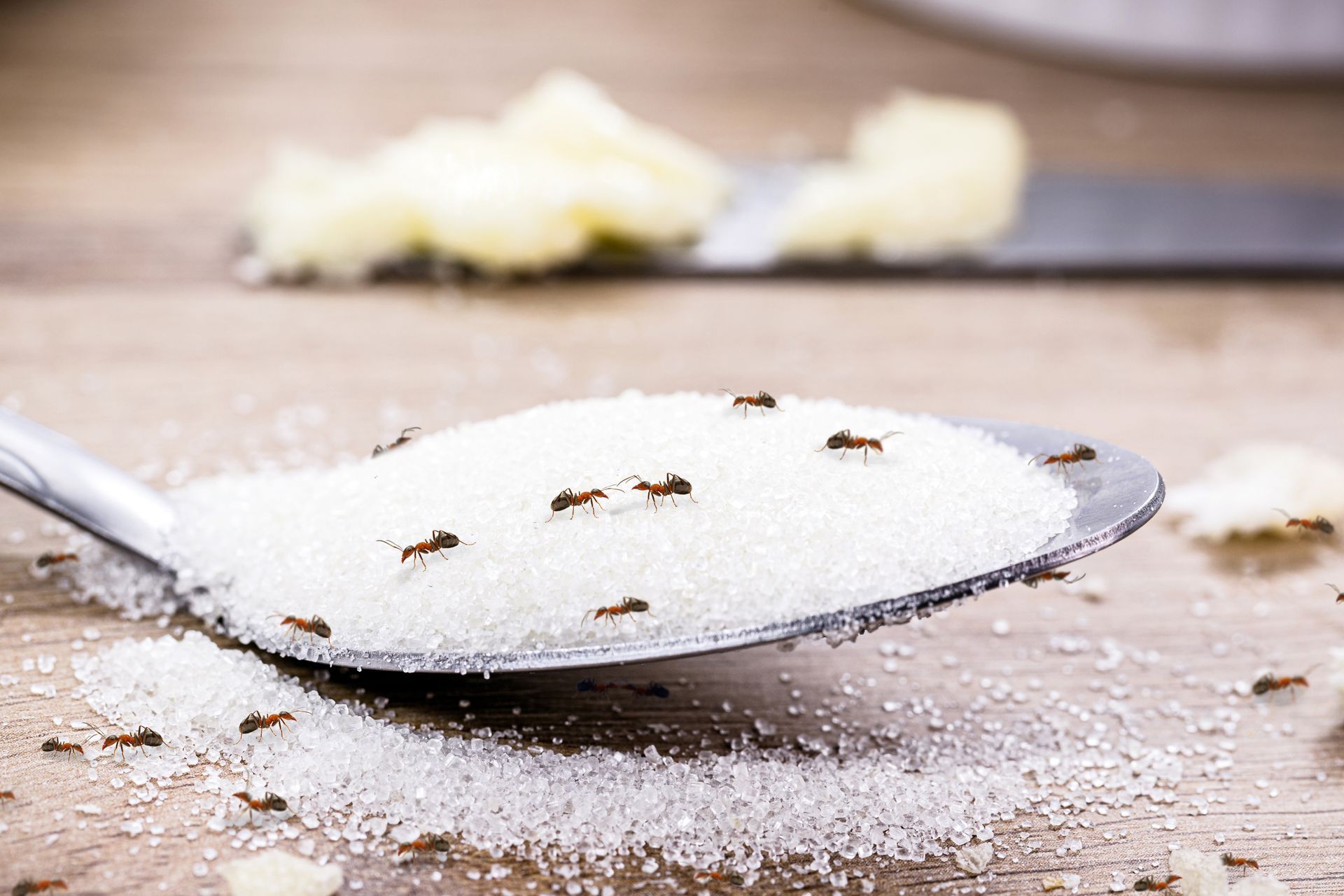 ant removal in Texas