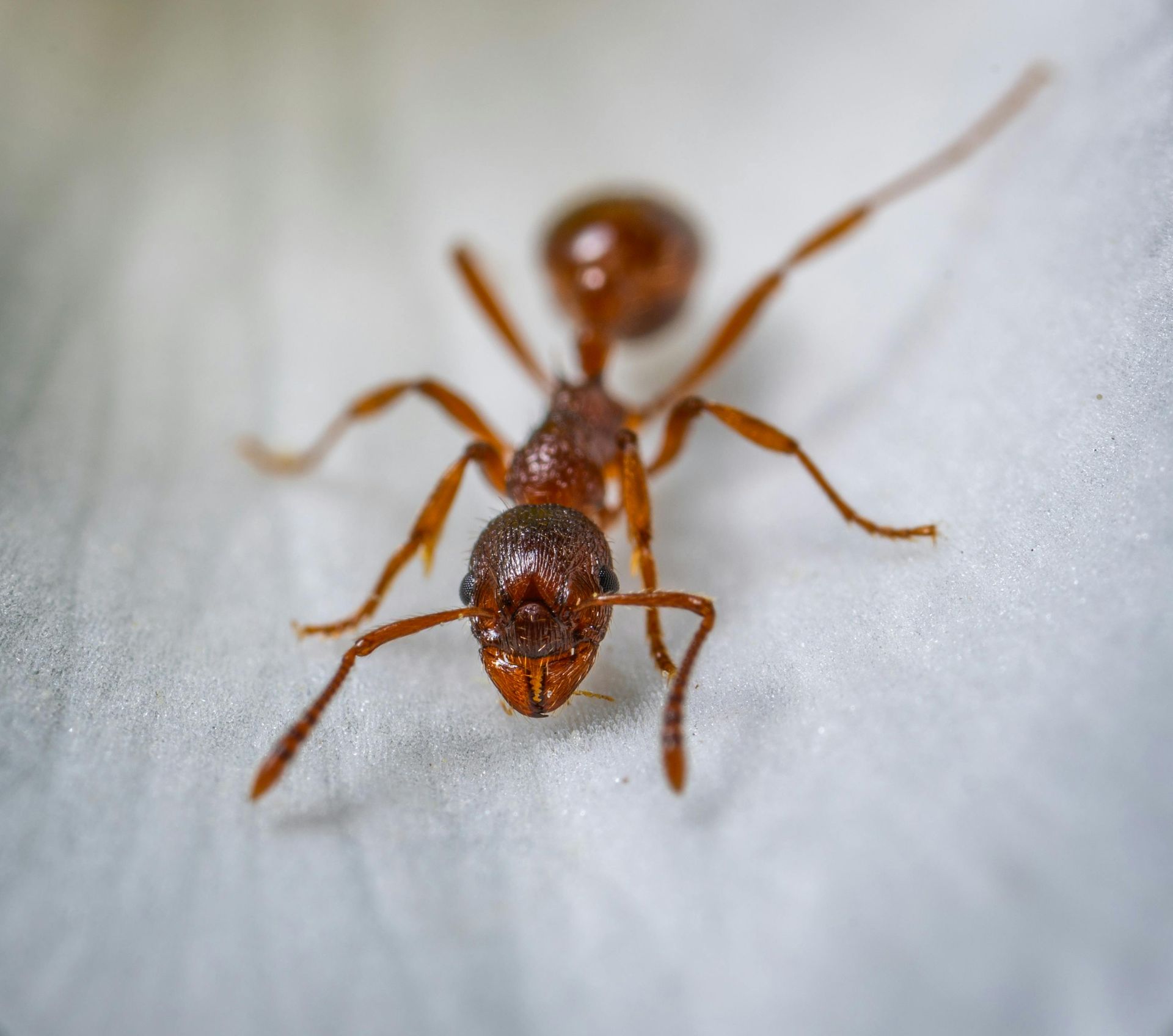 ant removal Westfield TX