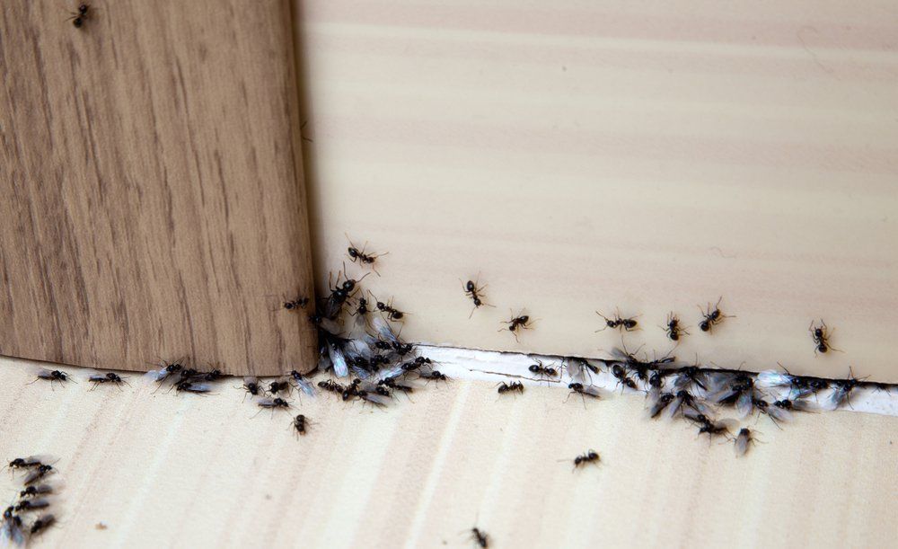 residential pest control Tomball TX
