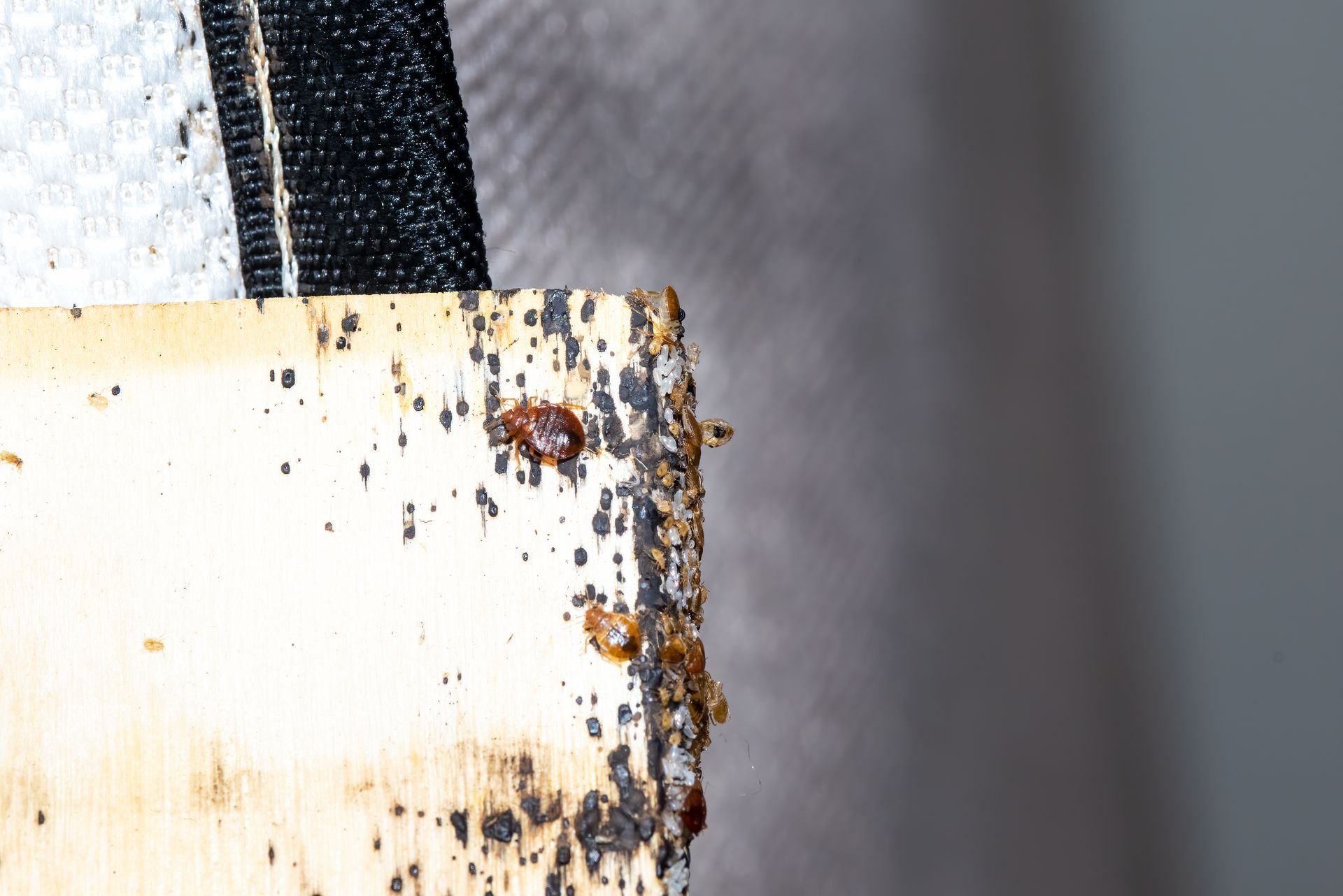residential pest control Kingwood TX