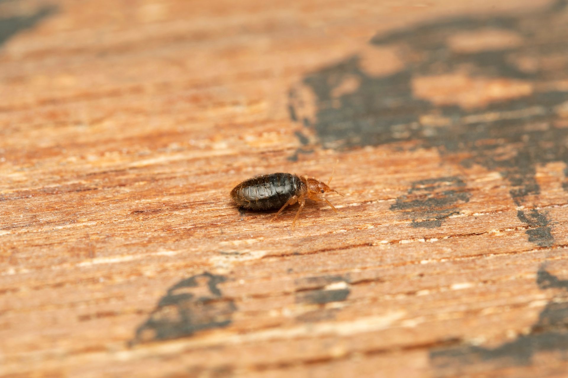 bedbug treatment Pinehurst TX