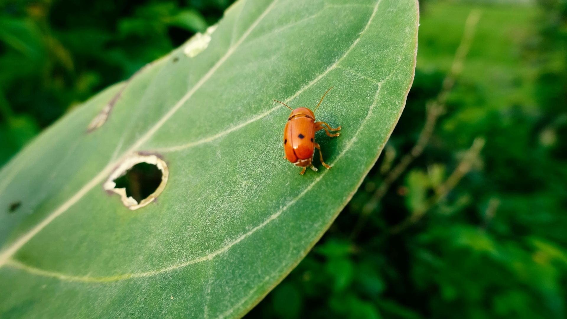 bug control in Rayford TX