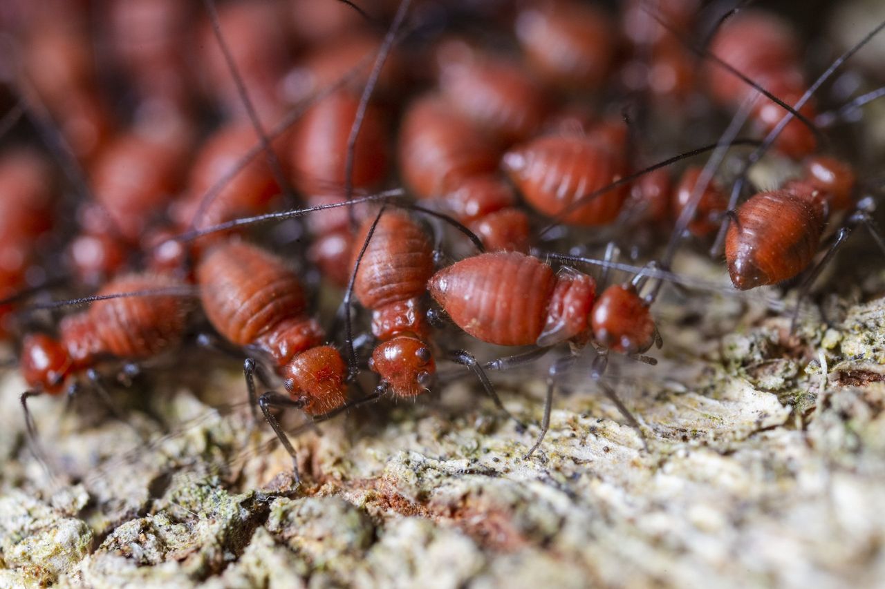 Red, clustered insects on rough brown bark.