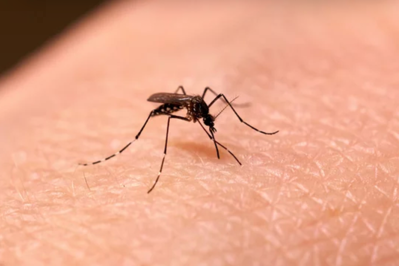 mosquito removal Atascocita TX