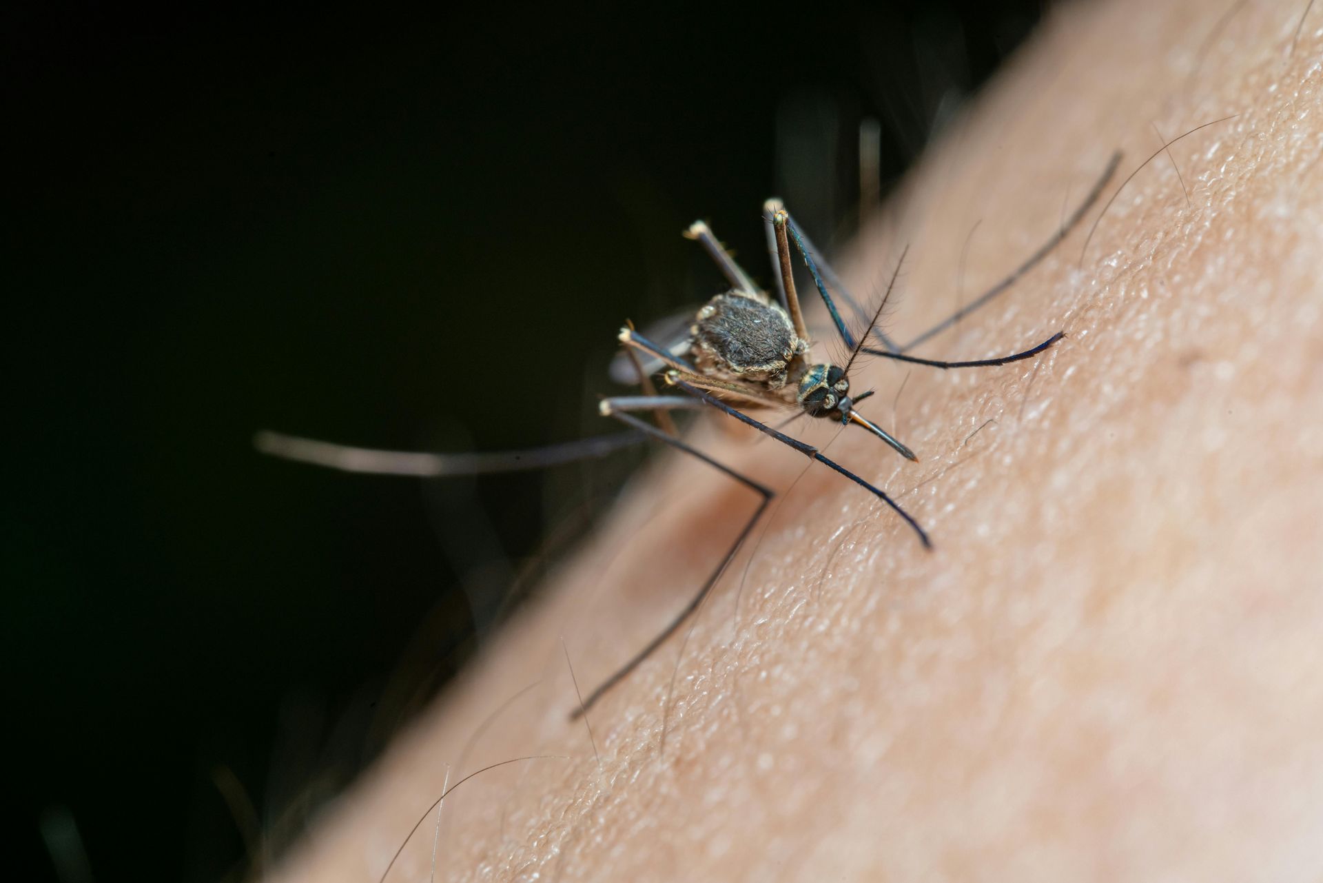 mosquito removal Cypress TX