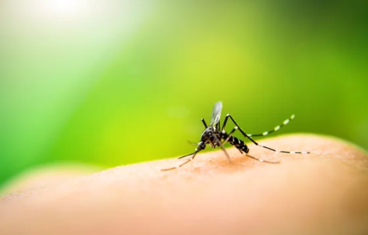 commercial pest control Porter TX