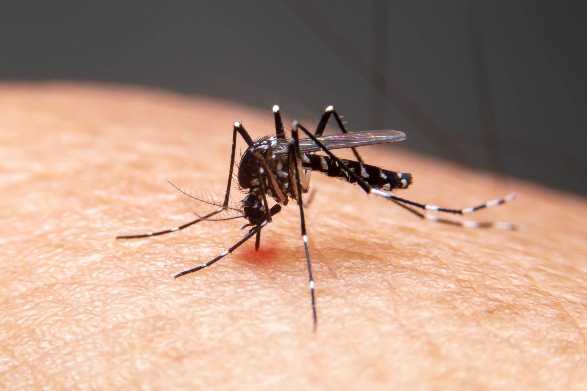mosquito removal Westfield TX