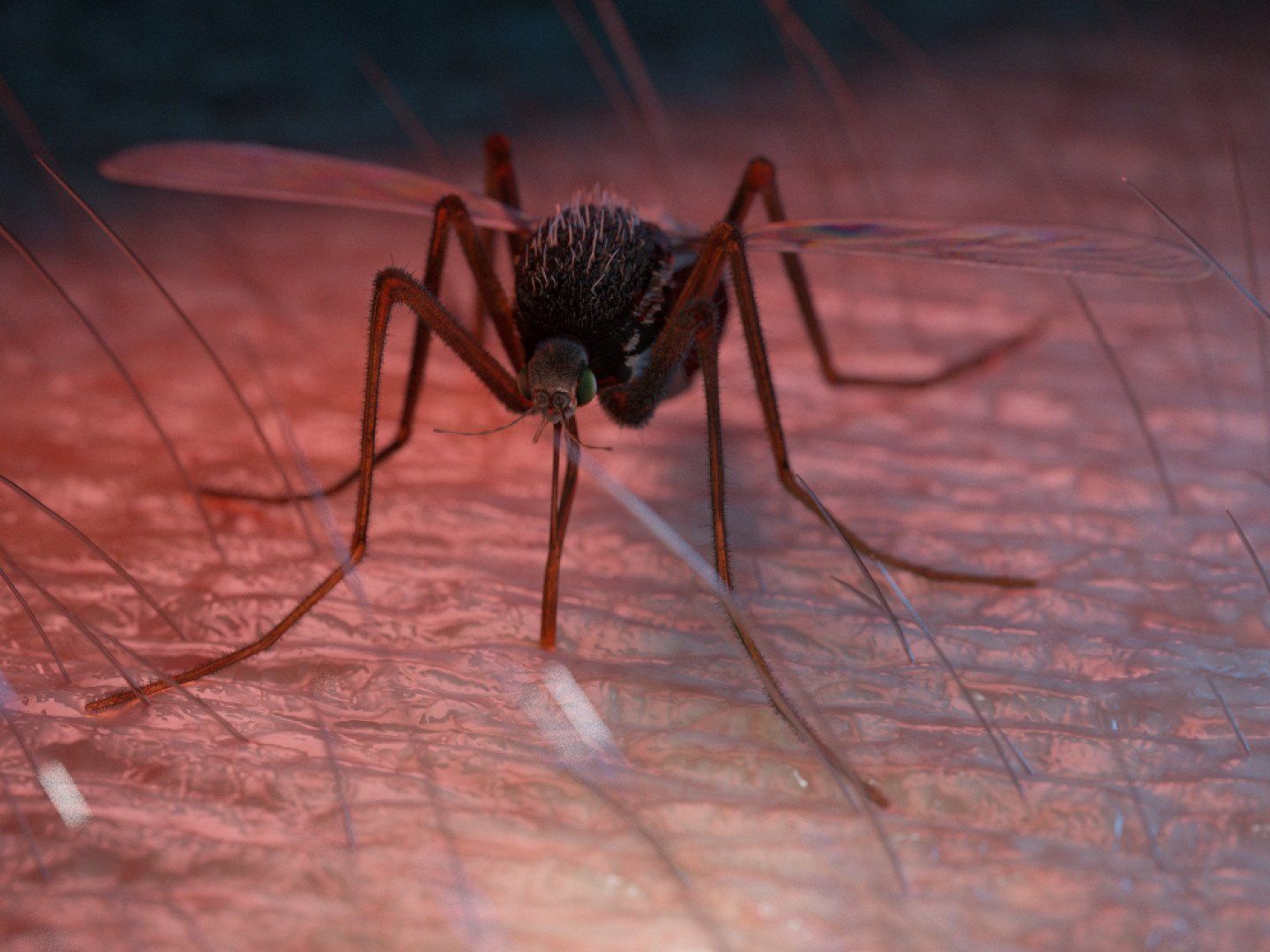 Mosquito on skin, about to bite. Reddish-pink skin, insect with transparent wings.