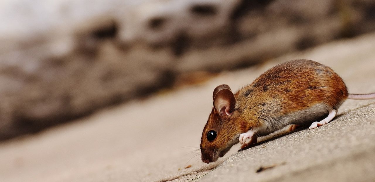 A brown mouse with large ears and a long tail moves across a tan surface.
