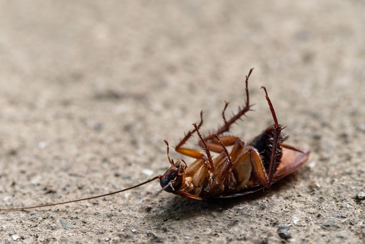Prevent pest infestations