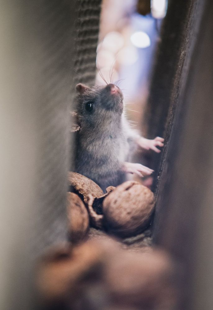 A small gray mouse looks up between objects, near walnuts.