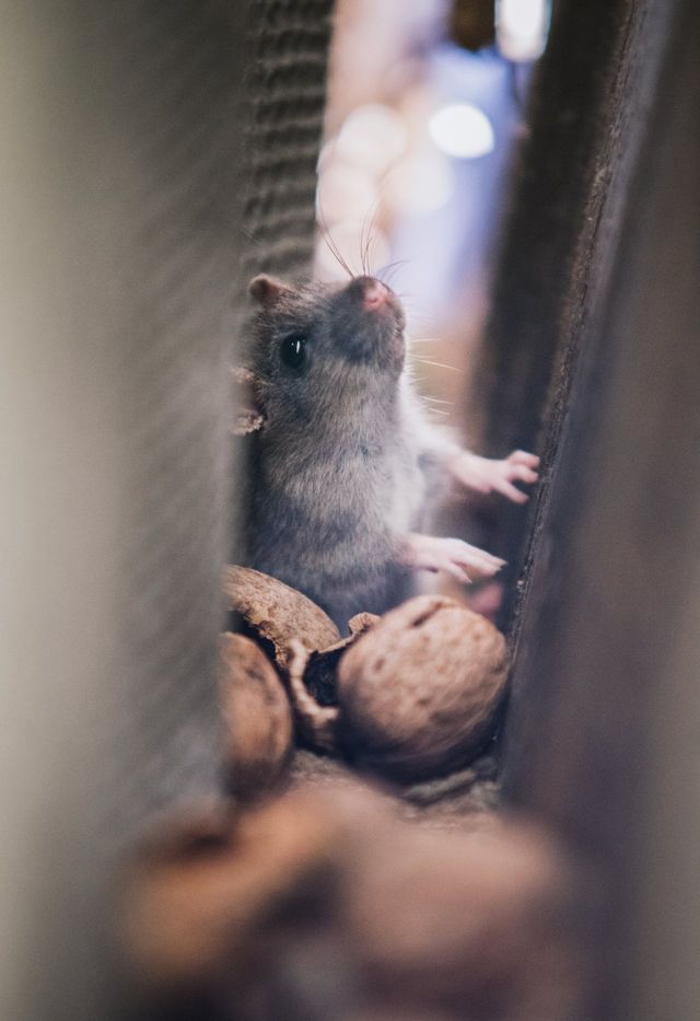A small gray mouse looks up between objects, near walnuts.