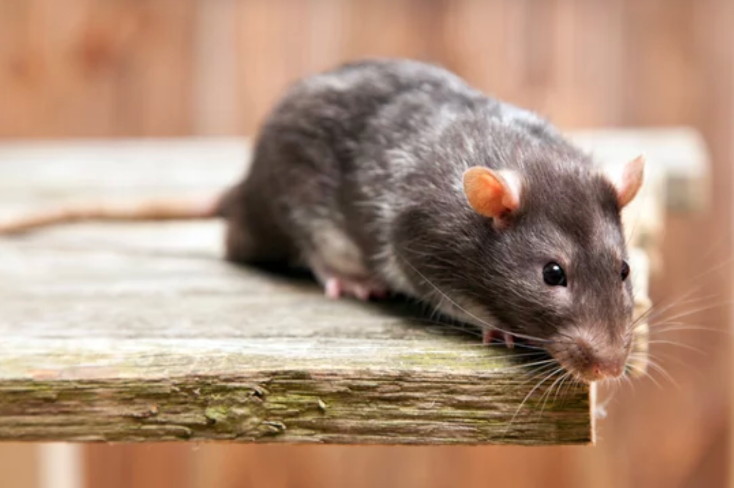 rodent control Atascocita TX