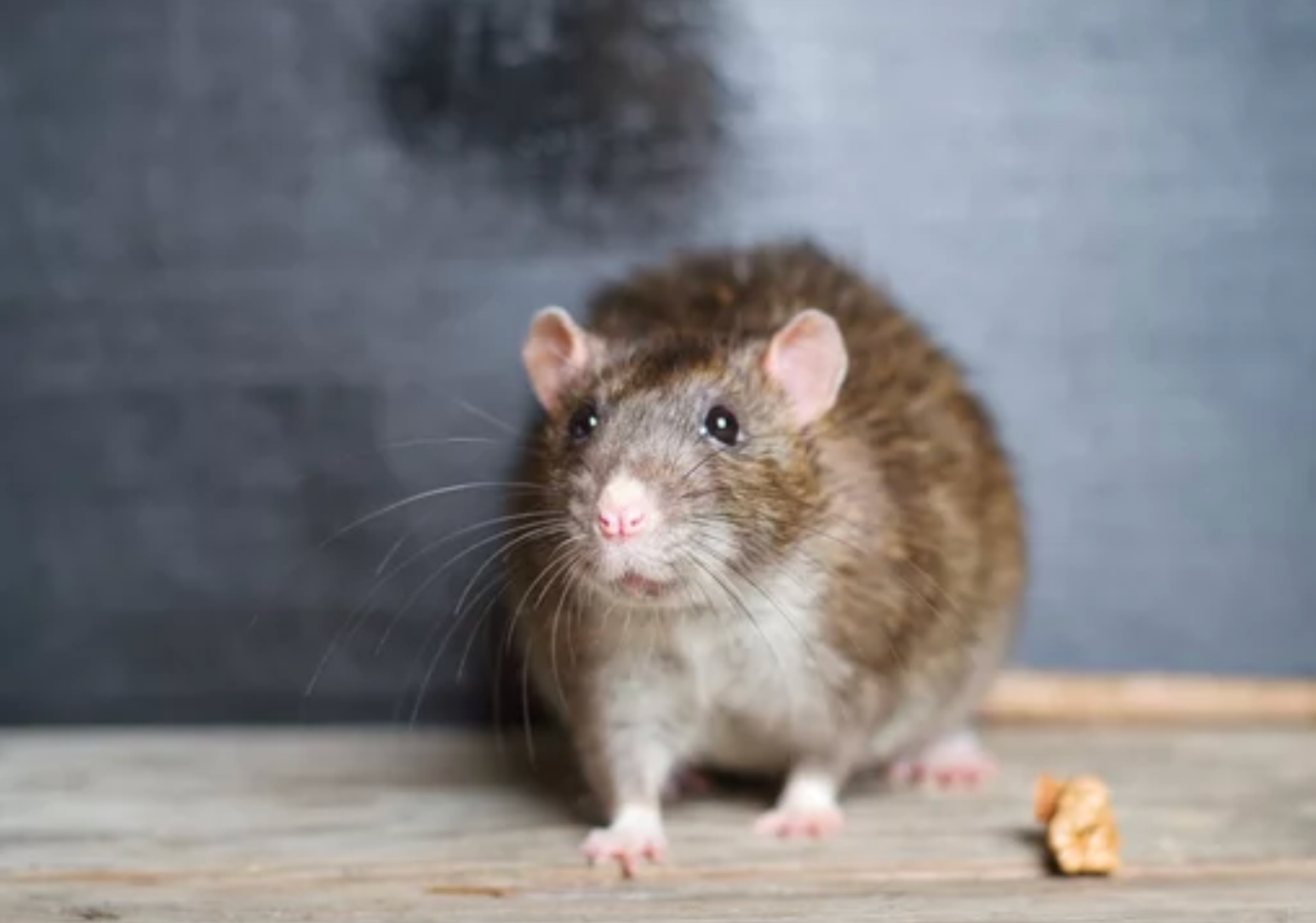 pest control Tomball TX