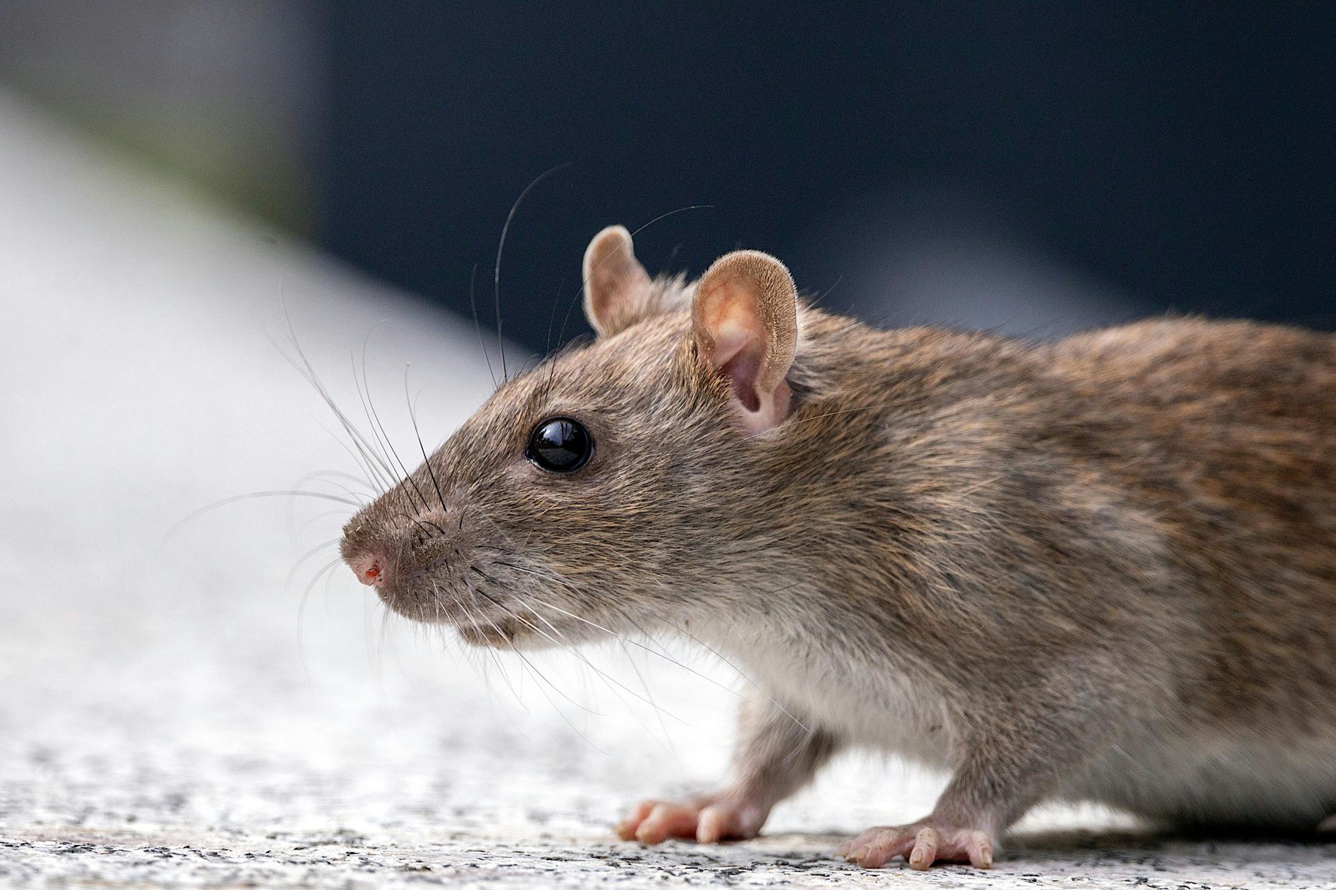 pest control company Westfield TX