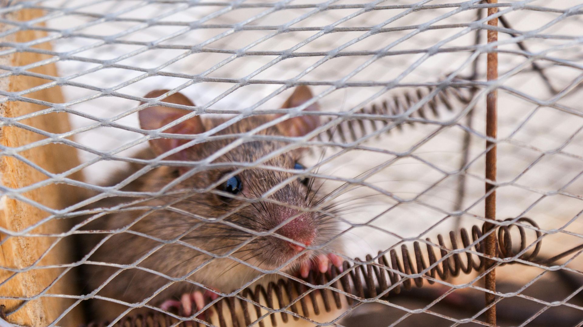 rodent control Spring TX