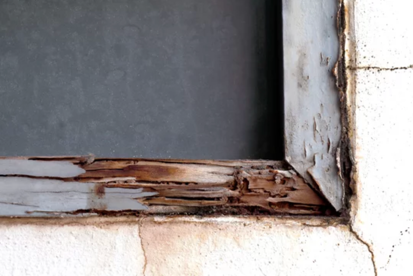 termites Conroe TX